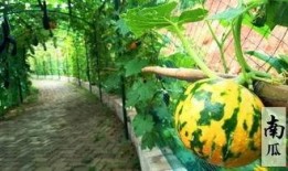 瓜洲免费吃瓜的地方,畅享夏日甜蜜时光